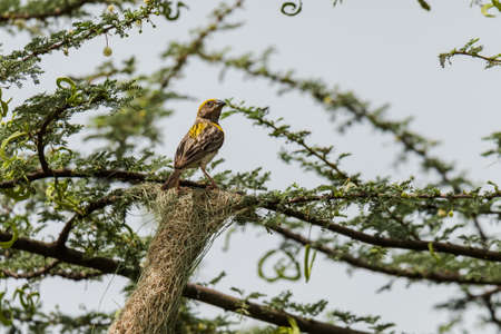 Baya Weaver Ploceus philippinusの写真素材