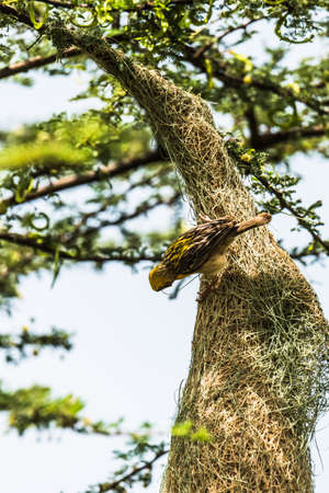 Baya Weaver Ploceus philippinusの写真素材