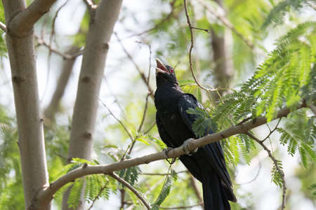 Asian koel Eudynamys scolopaceus Maleの写真素材