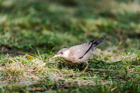Brahminy Starling or brahminy mynaの写真素材