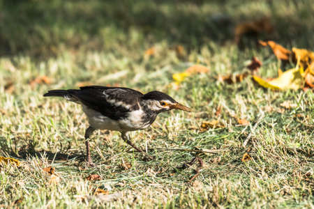 Pied Starlingの写真素材