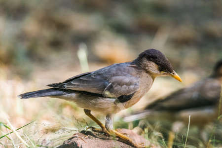 Brahminy Starling or brahminy mynaの写真素材