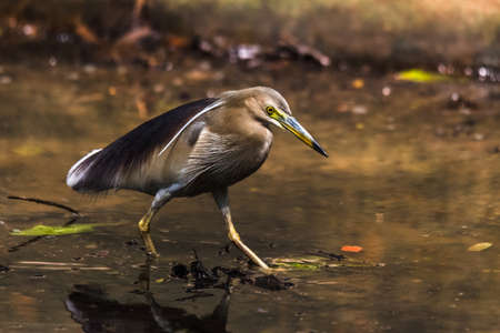 Indian Pond Heron in Breeding plumageの写真素材