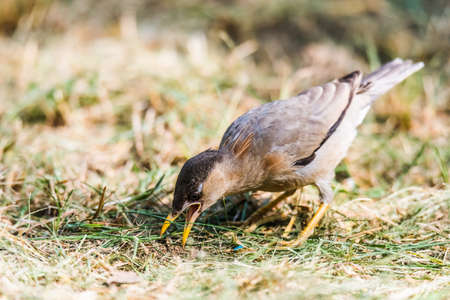 Brahminy Starling or brahminy mynaの写真素材
