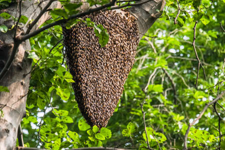 Bee hivesの写真素材