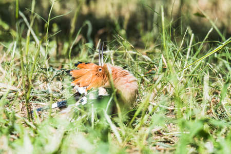 Eurasian Hoopoe sun baskingの写真素材