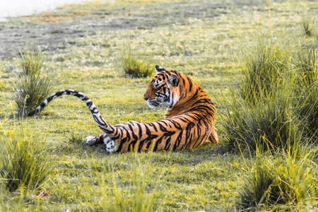Royal Bengal Tiger T-19 Krishnaの写真素材