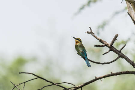 Blue Tailed Bee-eaters Merops philippinus