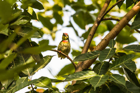 Coppersmith Barbett perchedの写真素材