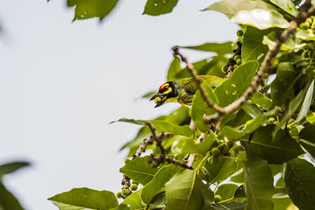 Coppersmith Barbett perchedの写真素材