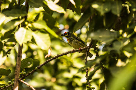 Coppersmith Barbett perchedの写真素材