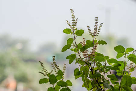 Plant of Basilの写真素材