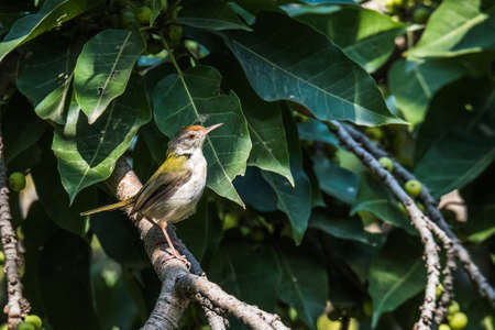 Common tailorbird perched