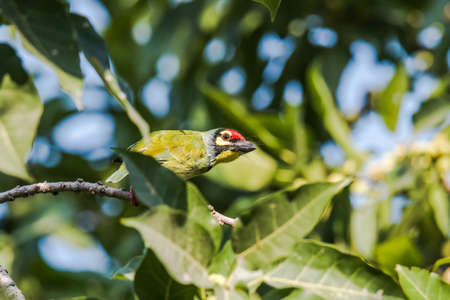 Coppersmith Barbett perchedの写真素材