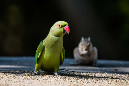 Rose-Ringed Parakeetの写真素材