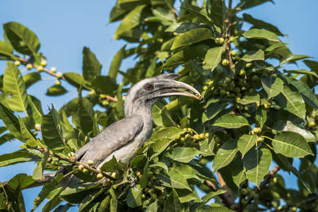 Grey Hornbillの写真素材