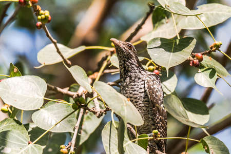 Asian Koel Femaleの写真素材