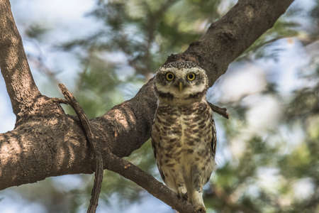 Spotted Owletの写真素材