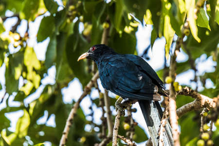 Asian Koelの写真素材