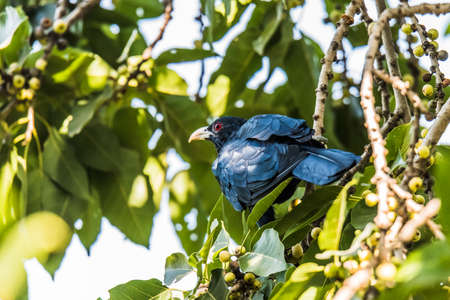 Asian Koelの写真素材