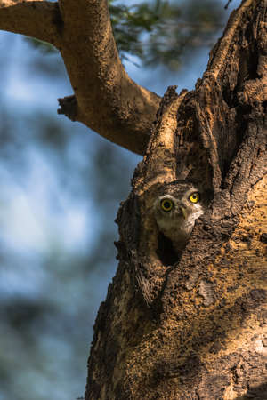Spotted Owletの写真素材