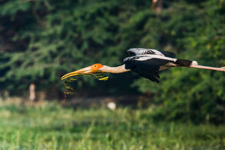 Painted Storkの写真素材