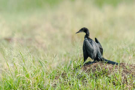 Little Cormorantの写真素材