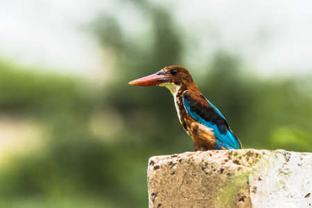 White Throated Kingfisher