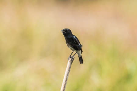 Pied Bush chat perchedの写真素材