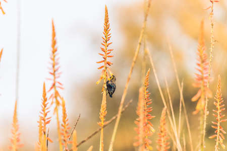 Male Purple sunbirds nectaring from garden of flowersの写真素材