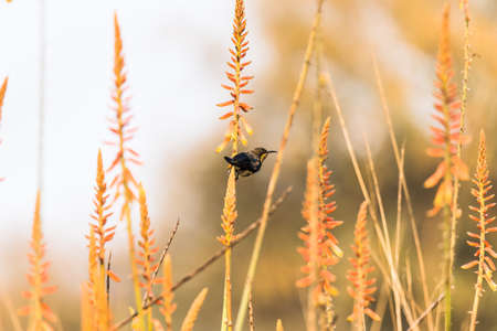 Male Purple sunbirds nectaring from garden of flowersの写真素材