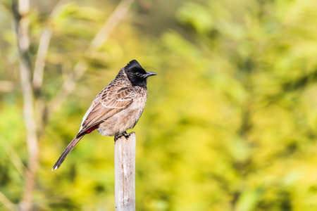 Red Vented Bulbull perched beautifully with green backgroundの写真素材