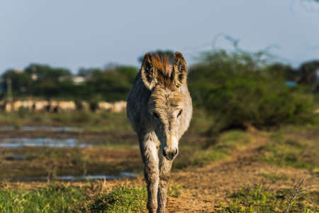 Indian Donkeyの写真素材