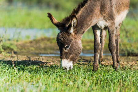 Indian Donkey