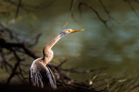 The darters or snakebirds are mainly tropical waterbirds in the family Anhingidae having a single...