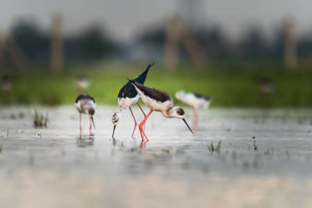 Black-winged stiltの写真素材