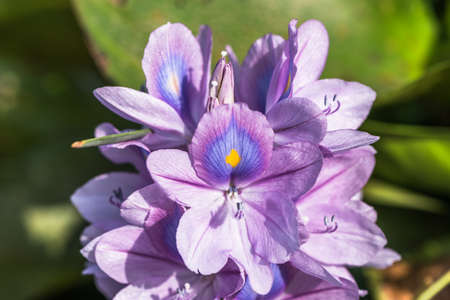 Eichhornia crassipes or Common water hyacinth flower a beautiful and attractive flowersの写真素材