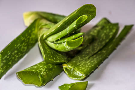 It grows wild in tropical climates around the world and is cultivated for agricultural and medicinal uses.の写真素材