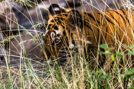 Royal Bengal Tiger (T-24 Ustaad)