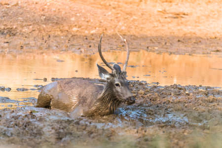 Sub-Adult Male Sambar Deer playing with mud for sexual satisfactionの写真素材