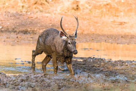 Sub-Adult Male Sambar Deer with erected penis playing with mud for sexual satisfactionの写真素材