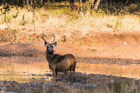 Sub-Adult Male Sambar Deer playing with mud for sexual satisfactionの写真素材