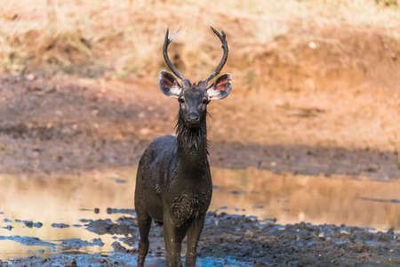 Sub-Adult Male Sambar Deer with erected penis playing with mud for sexual satisfactionの写真素材