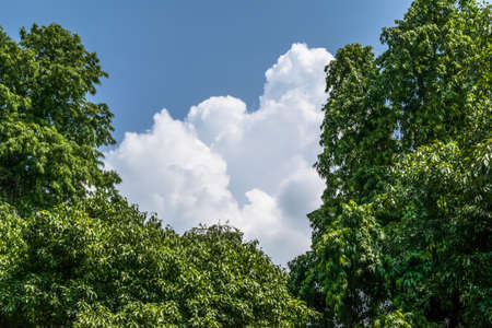 Milky clouds appearing beatifully between two treesの写真素材
