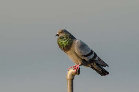 A closup shot of Rock Pigeon. Portait of Rock Pigeonの写真素材