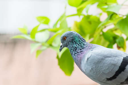A closup shot of Rock Pigeon. Portait of Rock Pigeon