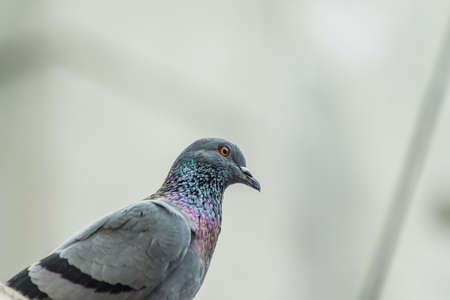 A closup shot of Rock Pigeon. Portait of Rock Pigeonの写真素材