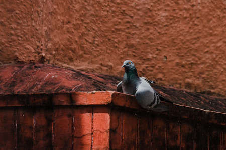 Rock Pigeons sun batching and isolated with redの写真素材