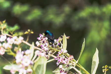 Purple Sun-bird sitting and collecting nectar from flowersの写真素材