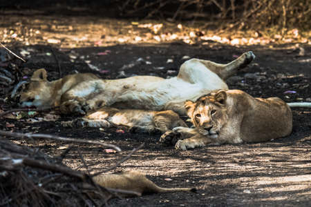 Asiatic Lion family resting and one of the cub watchingの写真素材